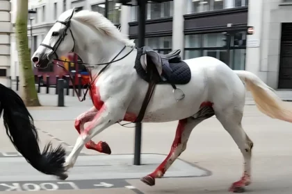 Londoner Pferde-Chaos: Fünf Galopper sorgen für Wirbel!